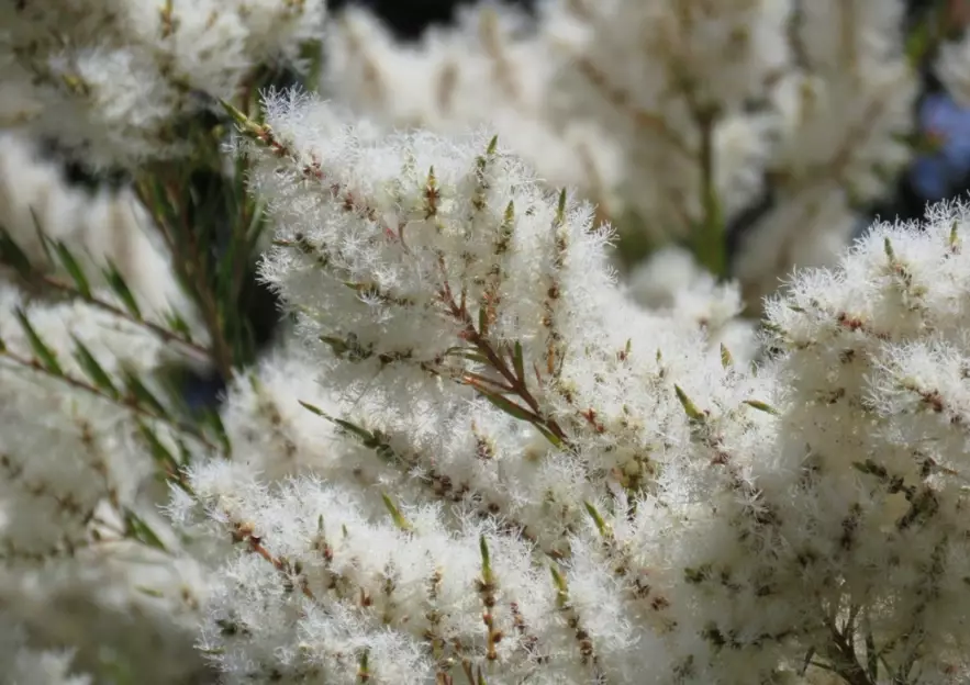 澳洲茶樹照顧 澳洲茶樹照顧