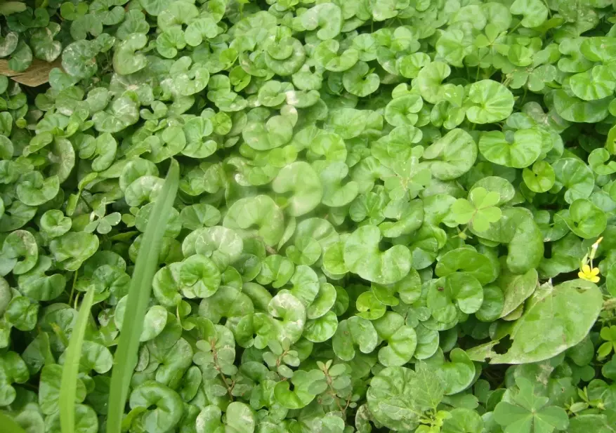 青草茶禁忌 青草茶禁忌