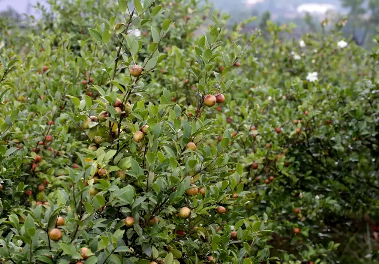 澳洲茶樹照顧 澳洲茶樹照顧