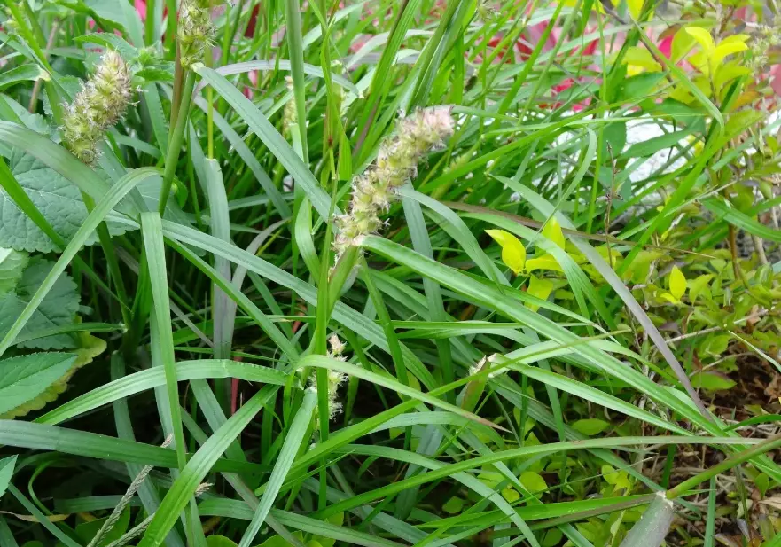 青草茶禁忌 青草茶禁忌