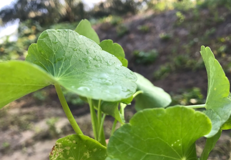 含殼草功效與禁忌 含殼草功效與禁忌