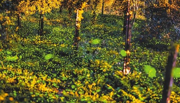 那瑪夏景點: 自然步道、文化遺址與部落美食探索攻略