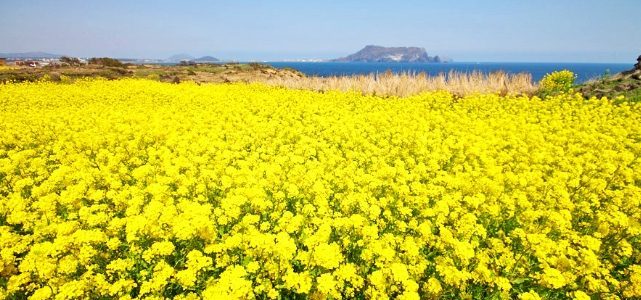 濟州島油菜花：最佳賞花季節與精選景點深度評比