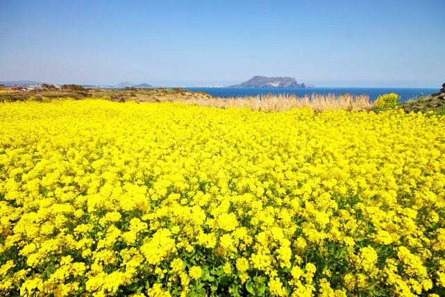 濟州島油菜花：最佳賞花季節與精選景點深度評比