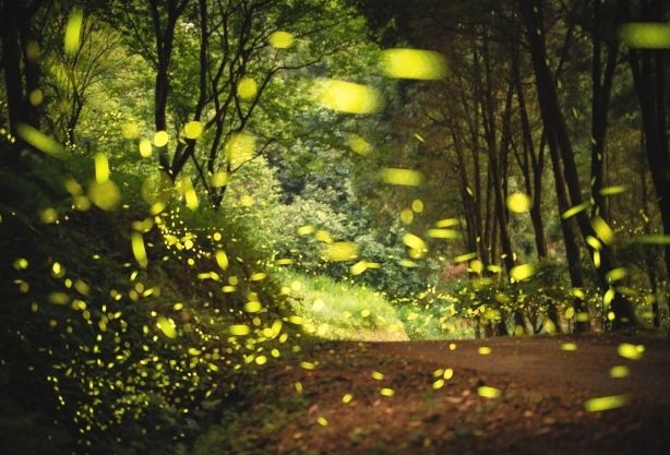 龍雲農場：阿里山石棹周邊旅遊全攻略