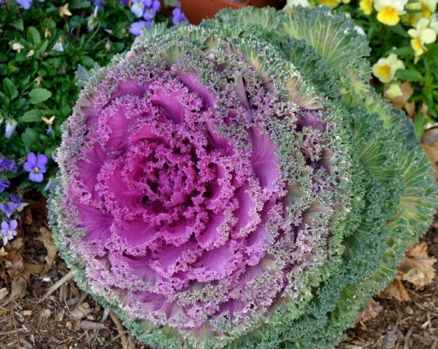 羽衣甘藍種植：從品種選擇到蟲害解決完整指南