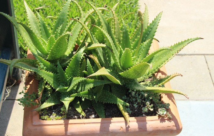 蘆薈種植：完整指南從品種挑選到日常照顧秘訣