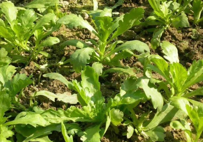 茼蒿種植：從品種到收成全方位指南，輕鬆避雷與照顧秘訣