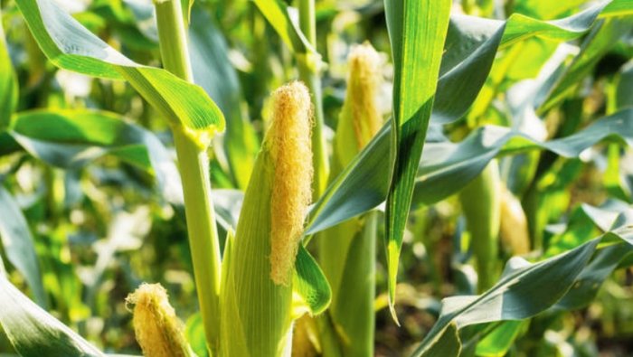 玉米種植：從品種挑選到收穫的完整指南