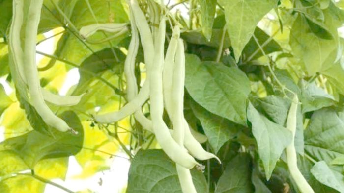 四季豆種植：挑品種、營環境、種植法、照顧訣竅到Q&amp;A全攻略