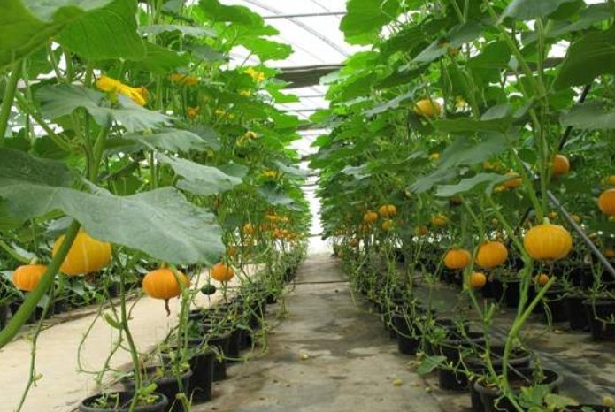 南瓜種植方法：臺灣氣候專屬8步驟完整指南，從選種到豐收