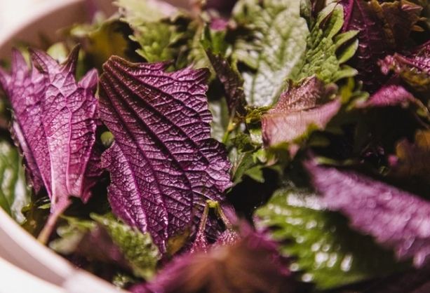 紫蘇葉功效：營養價值、禁忌事項與正確食用指南全解析