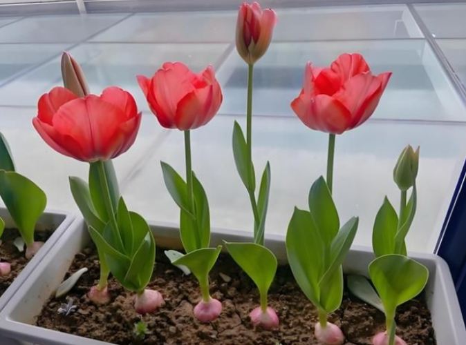 鬱金香種植：台灣栽培完整指南從品種到照顧