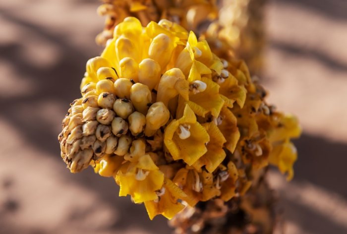 肉蓯蓉功效：補腎益精、增強體力與保健奧秘