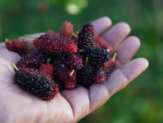 桑椹功效：驚人解析、核心營養、食用禁忌與正確吃法指南