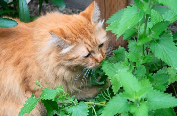 貓薄荷種植：從品種認識到日常照顧的完整指南
