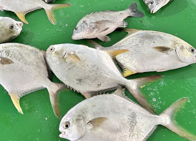 金鯧魚：市場選購秘訣、鮮度指標、冰箱儲存與食譜營養全解析