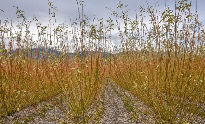 銀柳種植：從品種認識到日常照顧全攻略