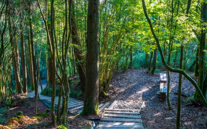 觀霧森林遊樂區：完整攻略｜交通、景點、住宿、行程安排一次掌握