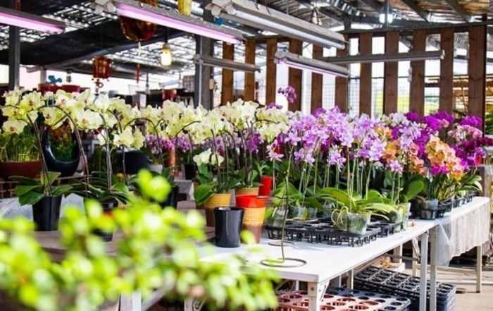 安康花市：交通攻略、花卉選購秘笈與周邊美食指南