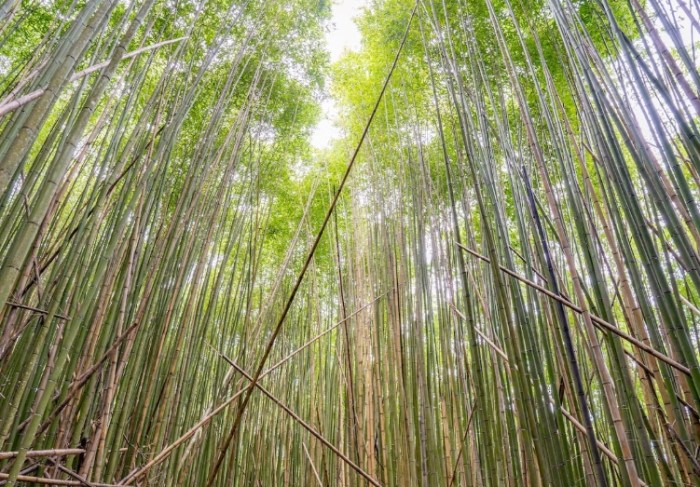 長壽山：生態寶庫探索、省錢攻略與景點精選