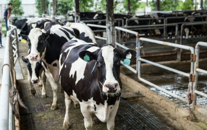 臺南牧場：熱門牧場體驗景點推薦與常見問題總覽