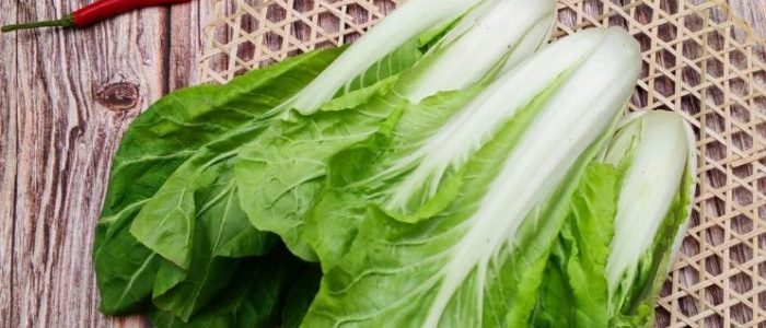 小白菜種植：從品種選擇到日常照顧的懶人指南