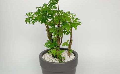 福祿桐：全方位識別、養護與疑難解答指南