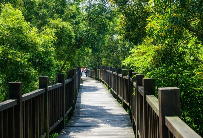 紅樹林生態步道：探索濕地生態、步道路線、景點推薦與注意事項指南