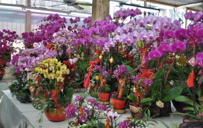 國光花市：交通攻略、花卉選購秘訣與橋下美食體驗