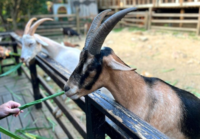 羊世界牧場：親子玩樂×美食交通全攻略