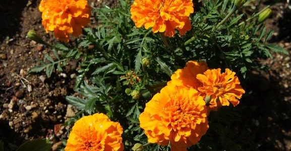 萬壽菊種植：從品種挑選到爆盆秘訣全攻略