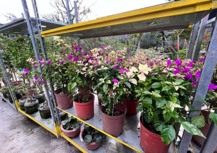 百木達景觀休閒花市：不只是買花！交通、植物、美食全攻略