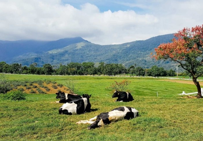 台東初鹿牧場：門票開放時間、交通指南、體驗活動、美食住宿全攻略