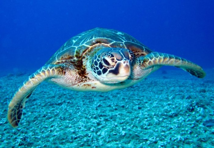 海龜湯：探索神秘起源、北臺灣店家推薦與簡易家庭食譜