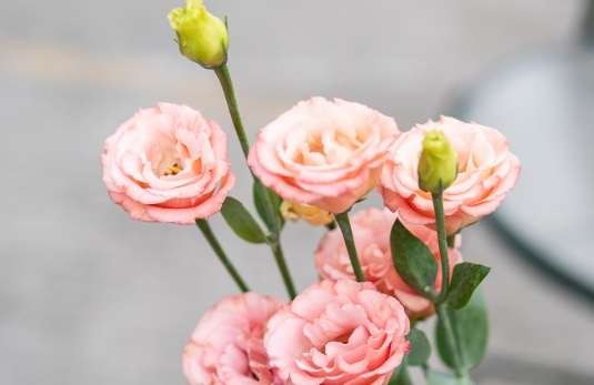 洋桔梗：品種分類、栽培技術與病害防治全攻略