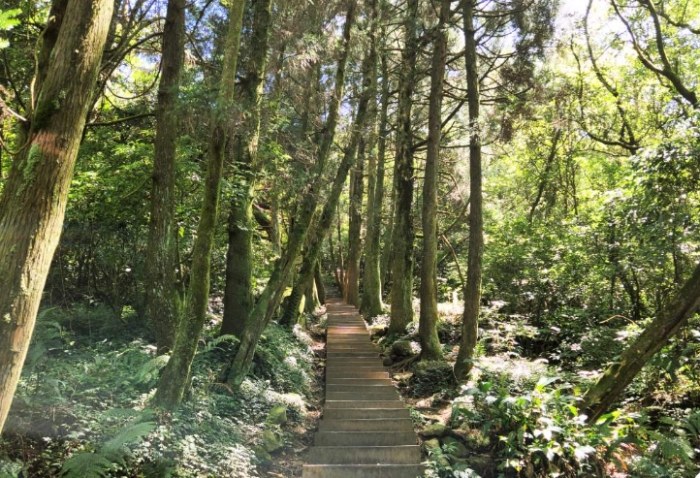 冷擎步道：陽明山冷水坑至擎天崗步道，探索溫泉泡腳池、牛奶湖與草原風光