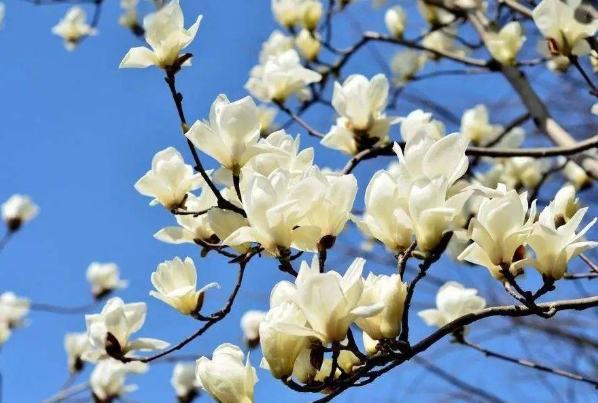 玉蘭：台灣常見品種分類、栽培技術與維護全攻略