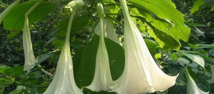 曼陀羅花：品種分類、形態特徵、生長習性與栽培技術全解析