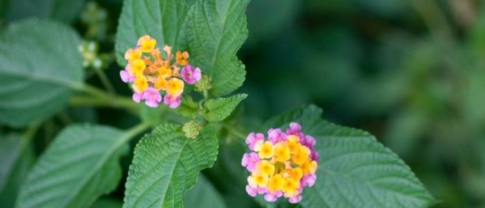 馬纓丹：多彩品種、頑強生長與養護秘訣全解析