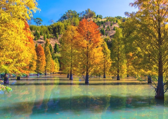 落羽松秘境：老旅咖主觀評分全台秘境排行榜與拍攝實戰心得