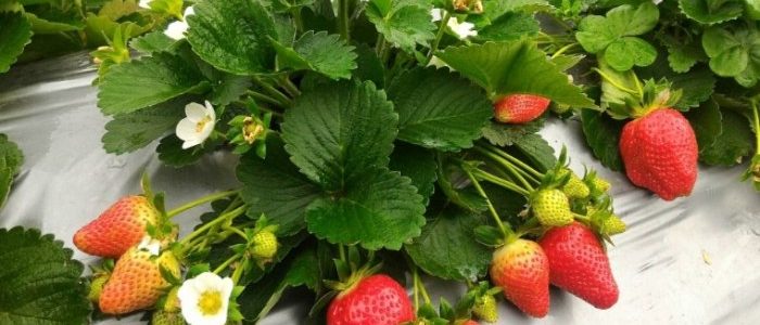 如何種植草莓：臺灣草莓品種挑選、種植時機、照顧技巧與收穫完整指南