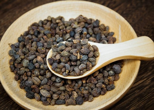 女貞子功效：營養價值、食用方式與禁忌全解析