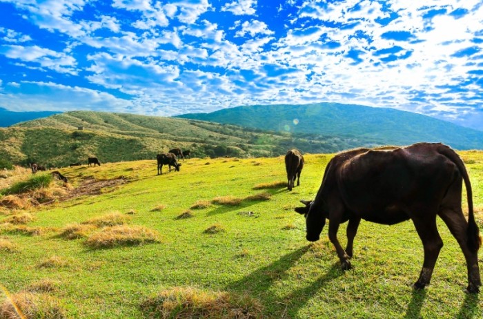 擎天崗步道：完整路線指南與周邊景點詳解