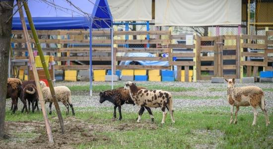 嘉義動物園：票價資訊、開放時間避人潮、交通懶人包、活動體驗、美食住宿攻略