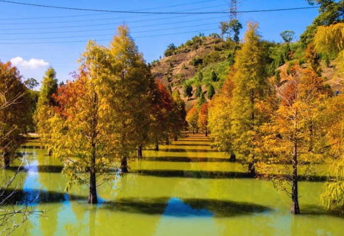 苗栗落羽松秘境：免費夢幻調色盤，探索水塘倒影、松林道與周邊山城風光