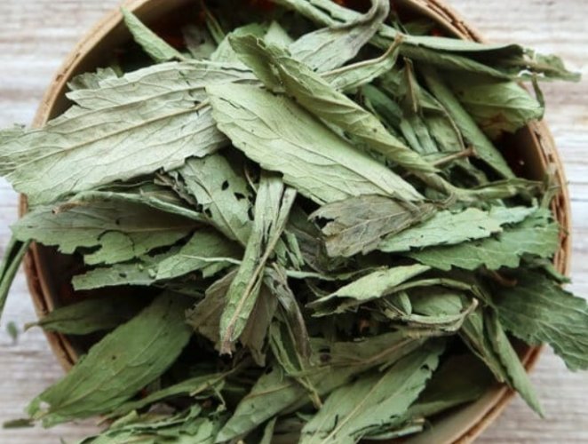 甜菊葉功效：不只代糖價值，營養禁忌食用方式全解析