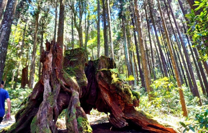 藤枝國家森林遊樂區：南台灣深山綠寶石旅遊全攻略