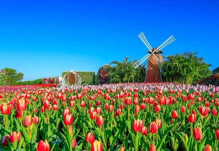 中社花市：全年無休花卉迪士尼，地址交通、季節花海與美食全攻略