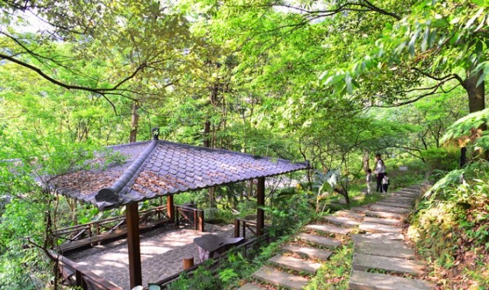 三峽大板根森林遊樂區：原始雨林探險、步道選擇、住宿泡湯全攻略